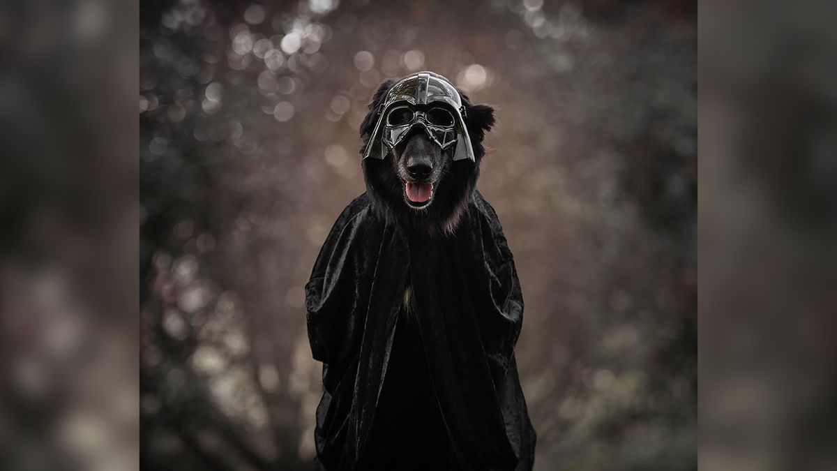 Czarne zwierzęta dają czadu. Fotografka przekonuje sesją do ich adopcji 1