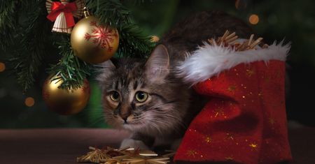 Zwierzęta nie są prezentami. Schroniska wstrzymują adopcje