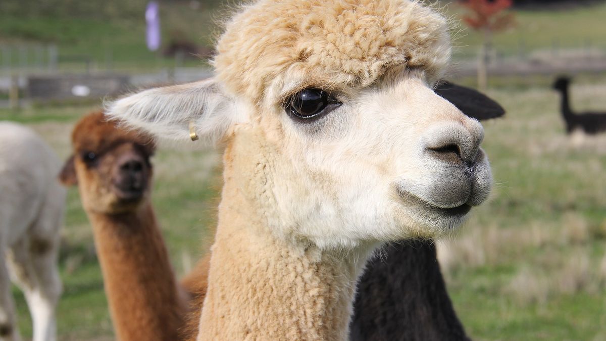Ktoś zabił alpaki w Ostrówku 