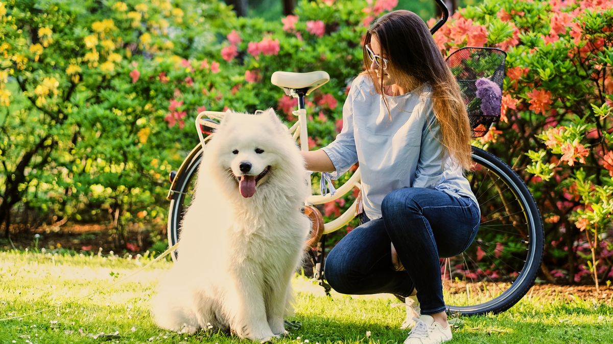 Samoyed — piękny pies, ale nie dla każdego