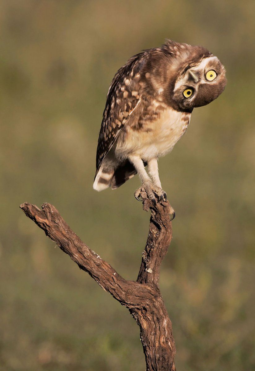 Wyłoniono zwycięzców konkursu Comedy Wildlife Photography Awards 2016. Nie przestaniesz się śmiać oglądające te zdjęcia 5