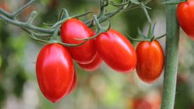 Najzdrowsza odmiana pomidorów. Idealna na przetwory (WIDEO)