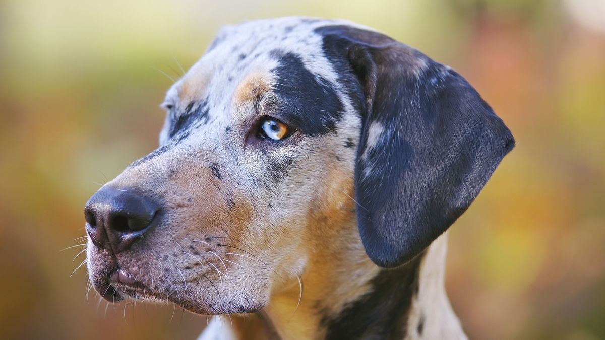 Catahoula Leopard Dog