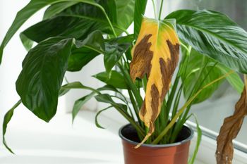 Ściągnij szybko z parapetu. Dla tych roślin to jak wyrok