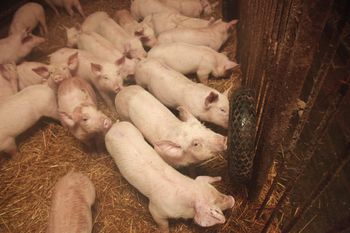 Kiedy nabór na poprawę dobrostanu bydła i świń? Rozpocznie się wcześniej