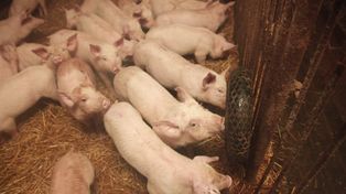 Kiedy nabór na poprawę dobrostanu bydła i świń? Rozpocznie się wcześniej