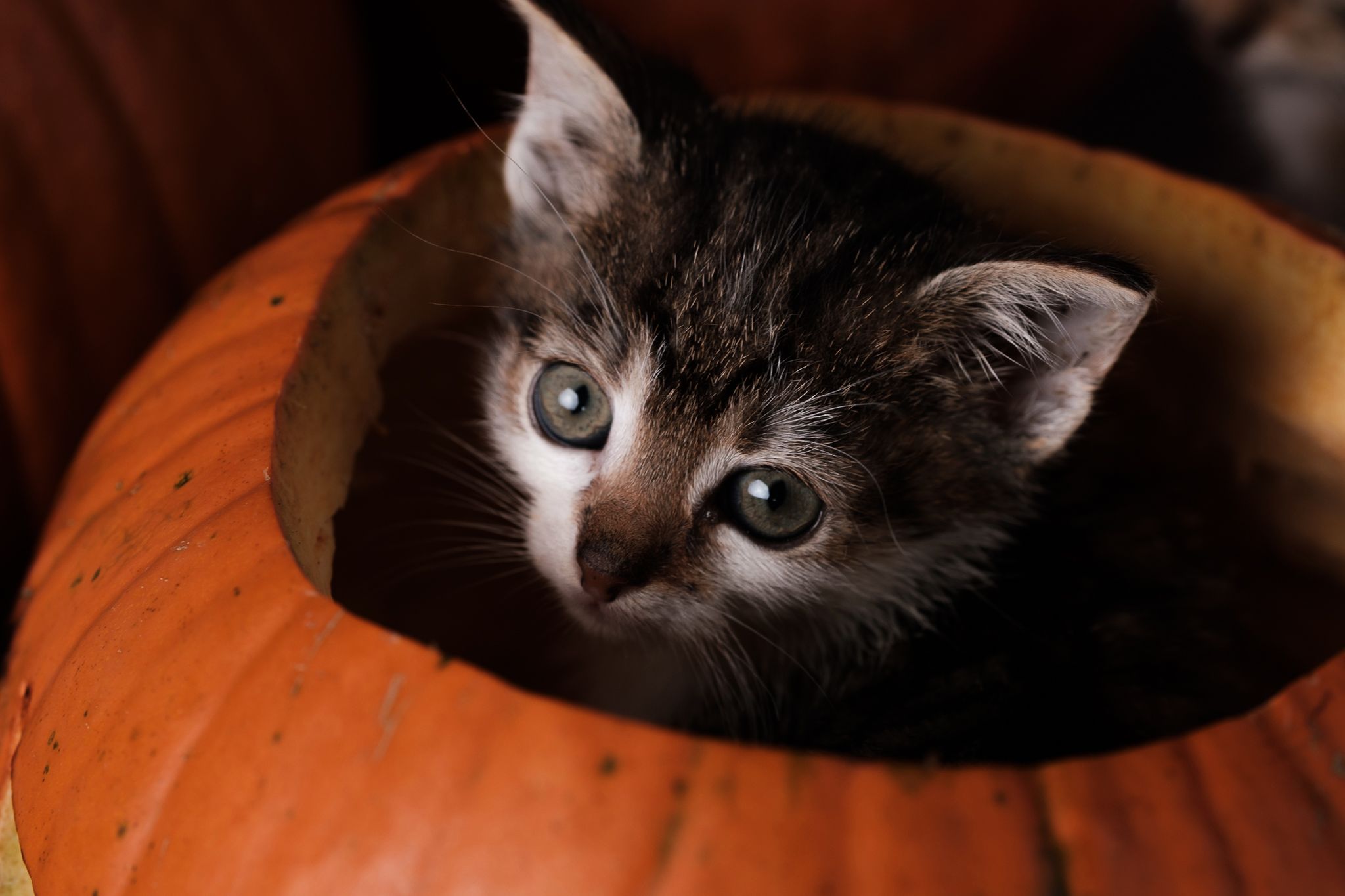 Halloween 2019: Zrobiłem sesję w schronisku, by pomóc w adopcji zwierząt 3