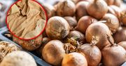 Babciny sposób na przechowywanie cebuli. Tak nie zepsuje się ani jedna