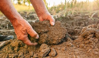 Nic nie chce rosnąć? Ten test możesz zrobić sam