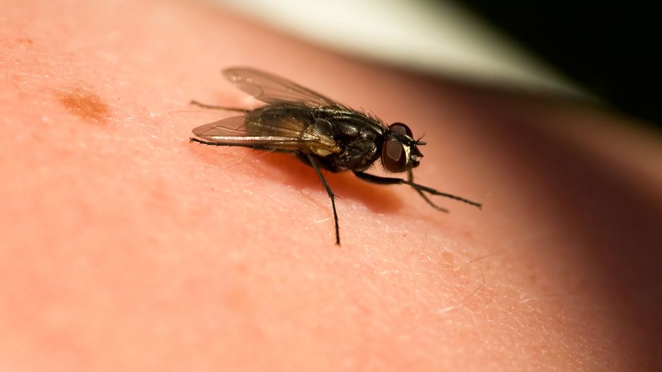 A fly crawling on skin macrofly, skin, pest, insect, macro, detail, person, arm, annoy, annoying, irritating, housefly, house, bug, close, up, disease, extreme