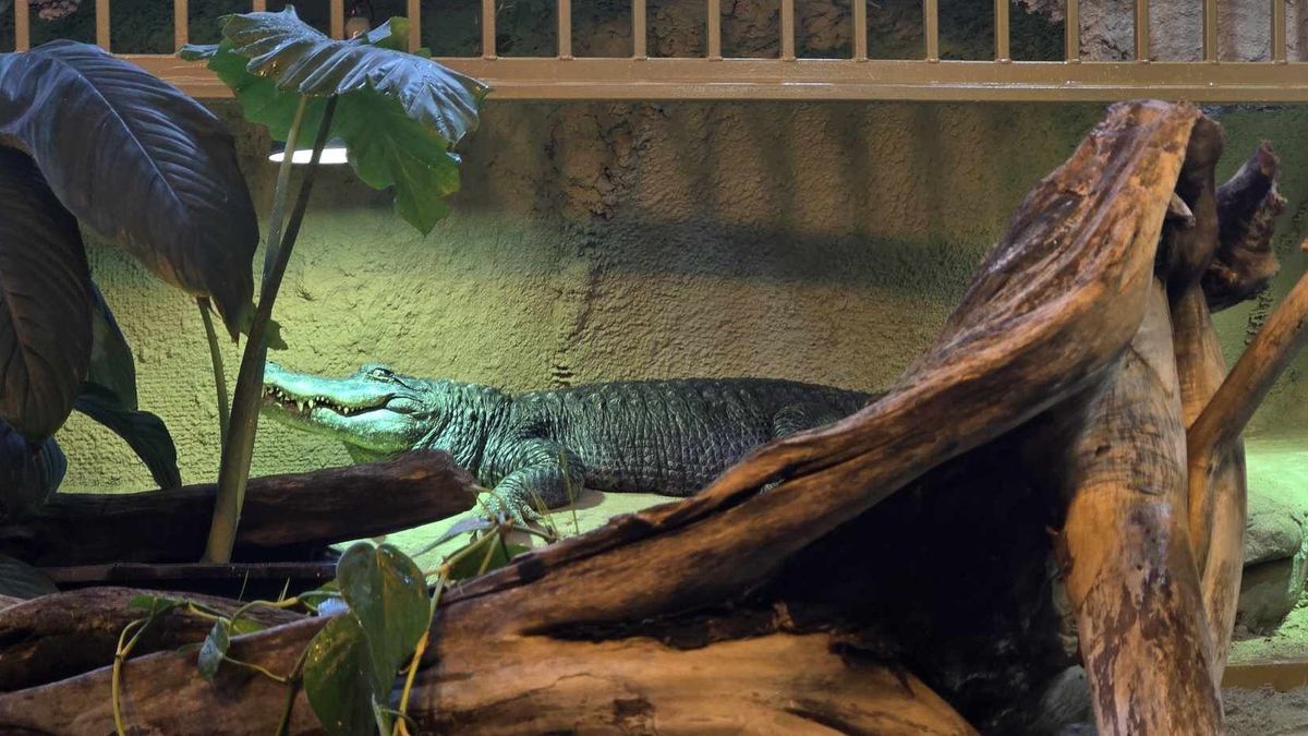 Nowe lokum i mural w ZOO Płock