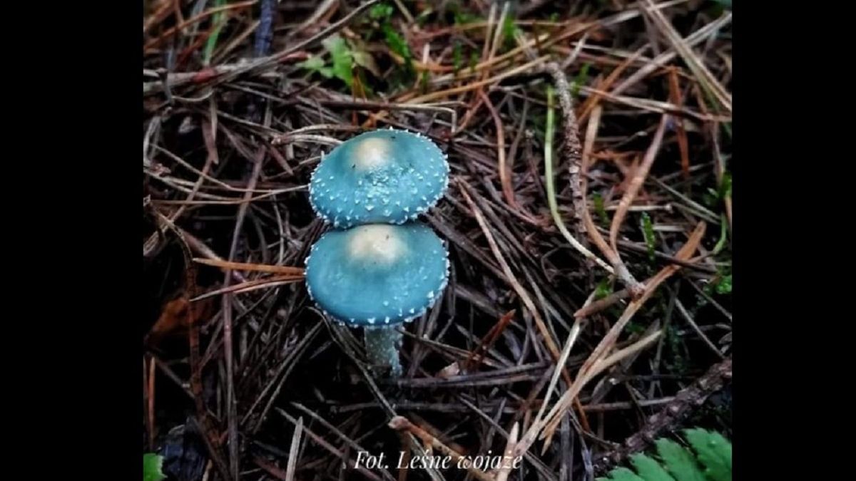 Pokazała niebieskie grzyby. Są jadalne. 
