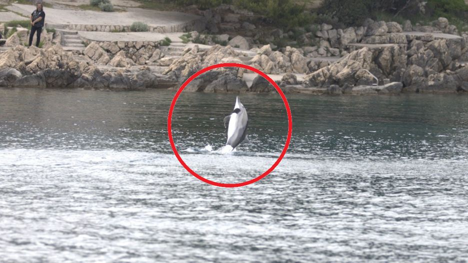 Delfin