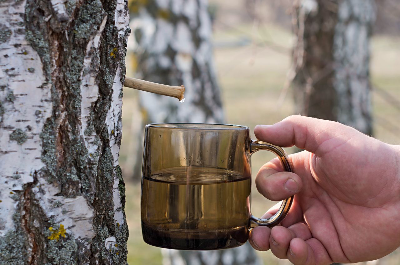 Revitalize your health with nature's superfood: birch sap