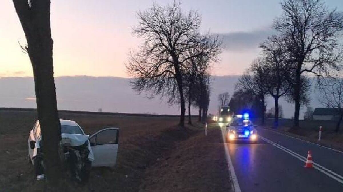 Wypadek z udziałem sarny