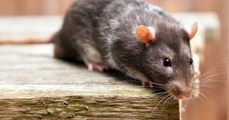 Nie ma szczura, który nie dostanie białej gorączki. Połóż w kątach, a wytępisz gryzonie