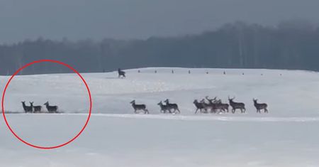 Policja ostrzega kierowców. "Mogą niespodziewanie wtargnąć"