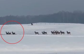 Policja ostrzega kierowców. "Mogą niespodziewanie wtargnąć"