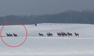 Policja ostrzega kierowców. "Mogą niespodziewanie wtargnąć"