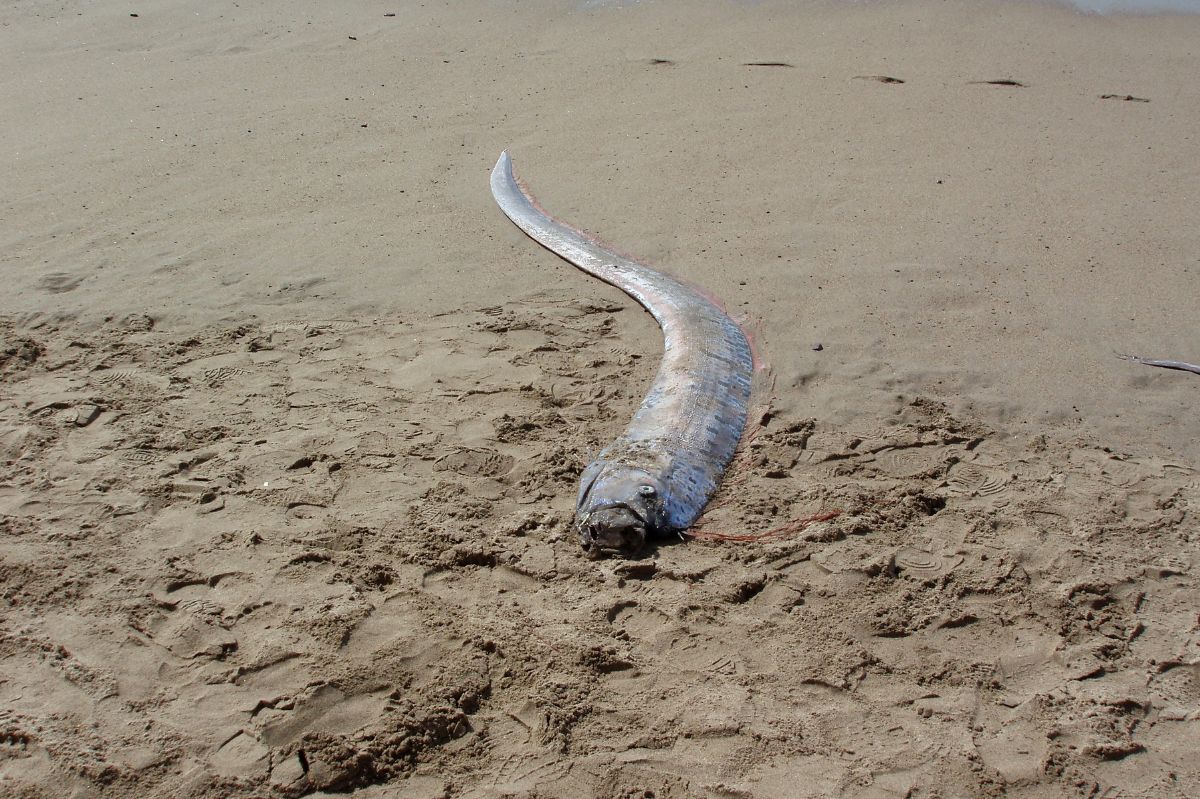 Sensacyjne wieści. Ocean wyrzucił trzy "ryby zagłady"