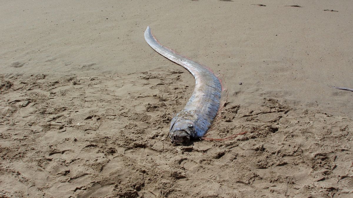 Ocean wyrzucił trzy "ryby zagłady".