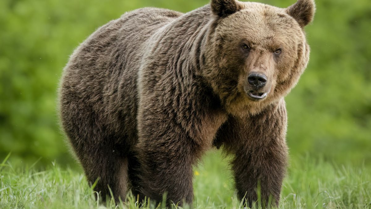 Atak niedźwiedzia w Bieszczadach. Zginęła 58-latka