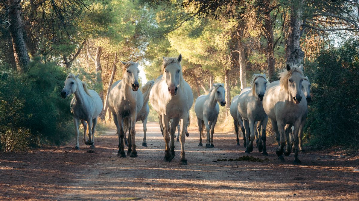 Konie pomogą w walce z pożarami? Zaskakujące wyniki badań