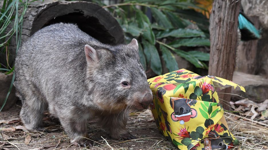 BYRON BAY, AUSTRALIA - DECEMBER 21: Manda, an 8 year old bare nosed wombat receives a special Christmas treat of macropod pellets at the Byron Bay Wildlife Sanctuary on December 21, 2023 in Byron Bay, Australia. The native species is a resident of the not-for-profit wildlife sanctuary located in the hinterland of the popular beach town on Australia's east coast. It is open to visitors seven days a week with all profits going towards Australian wildlife conservation. (Photo by James D. Morgan/Getty Images)