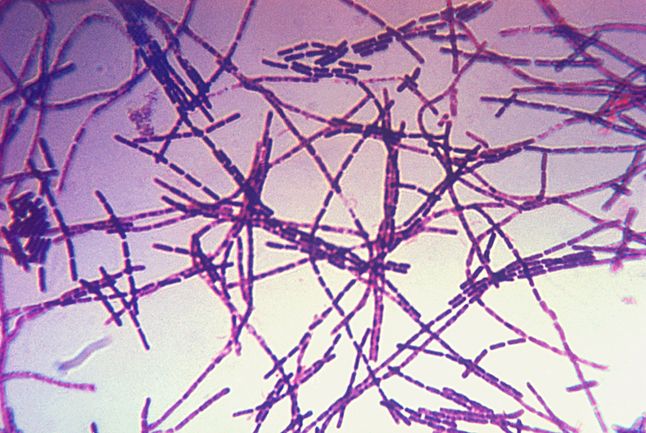 Laseczka wąglika (Bacillus anthracis)