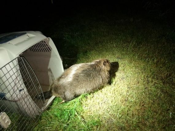 Bóbr na gigancie. Olbrzymie zwierzę ma szansę stać się symbolem Mokotowa