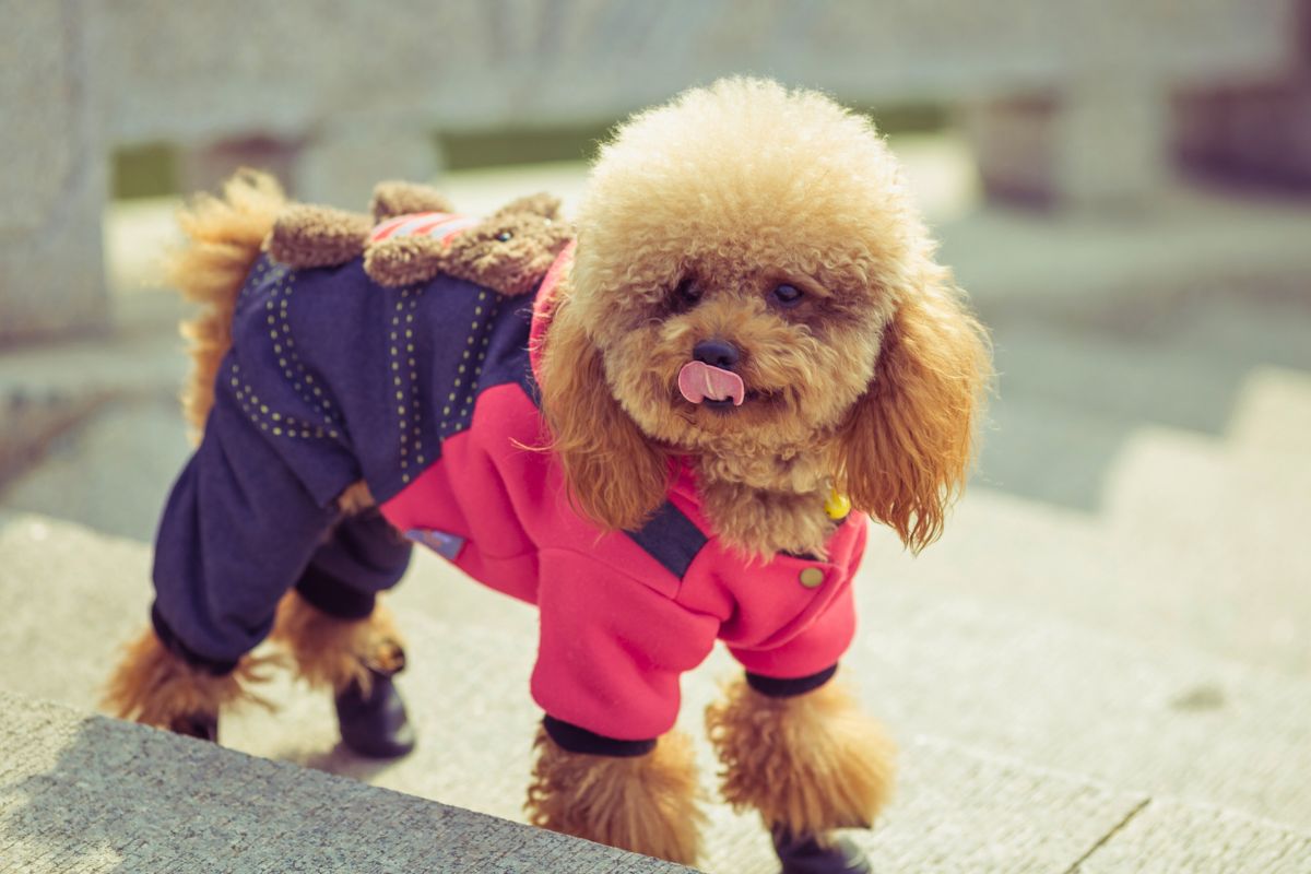 Ubranka dla psów to niekiedy musthave na chłodną porę roku.