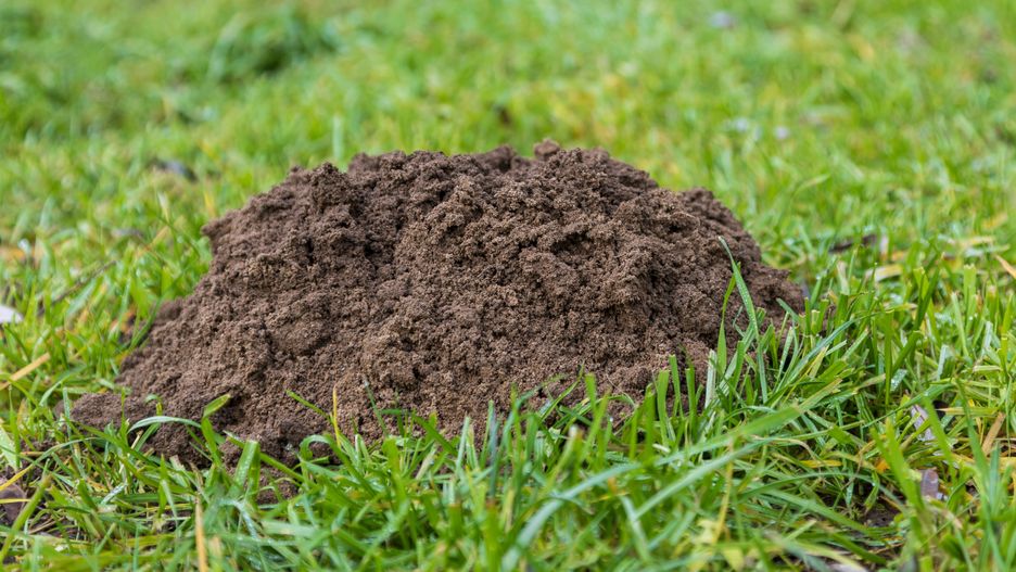 Tani sposób na krety 