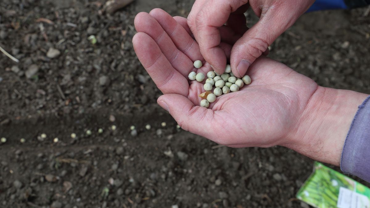 Co siać w kwietniu? 