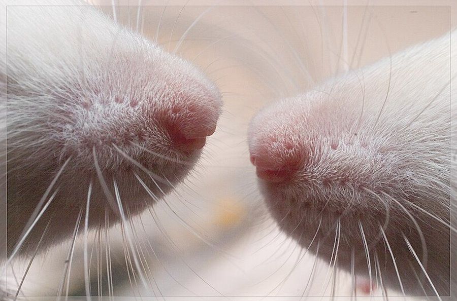 Naukowcy eksperymentują z chimerami. Neurony szczurów zregenerowały mózgi myszy