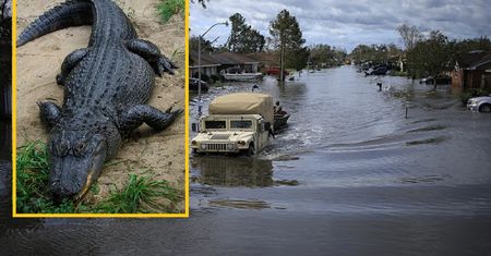 Mężczyzna uciekał od powodzi, zaatakował go aligator. Najprawdopodobniej nie żyje