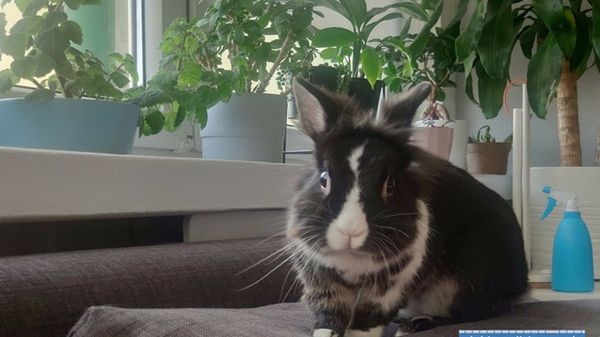 Lubin. Kolejny akt bestialstwa. Królik wyrzucony przez okno