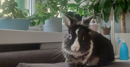 Lubin. Kolejny akt bestialstwa. Królik wyrzucony przez okno