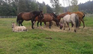 Sądowe przepychanki z celebrytą i cierpienie zwierząt w tle