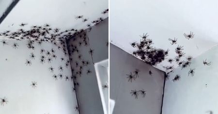 Przerażający widok. Matka odkryła skupisko pająków w sypialni córki