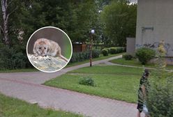 Szczury koło przedszkola? Zauważyli nory w pobliżu ogrodzenia