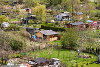 Działkowcy muszą się wynieść. Stanie osiedle. "Wyjątkowo przykre"