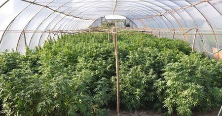 Plantacja konopi ukryta w tunelach na opuszczonej posesji. Blisko 200 krzaków w różnych fazach wzrostu