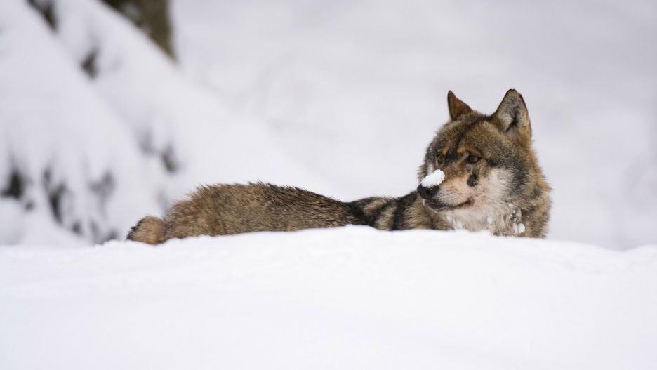 UIG VWPicsA Gray wolf, Canis lupus, in Bavarian Forest National Park. Germany.Sergio Pitamitz/VWPics