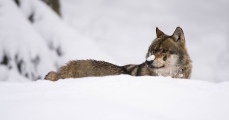 Grasują w Kukułowie. Już zaatakowały