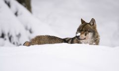 Grasują w Kukułowie. Już zaatakowały
