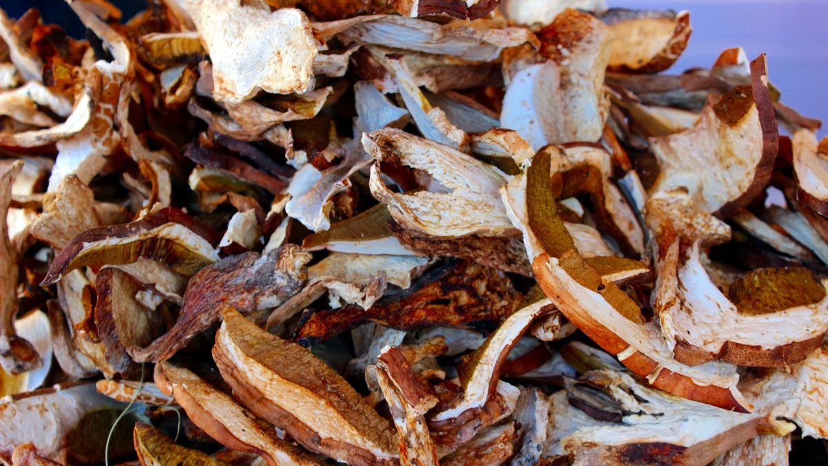 Naukowcy wiedzą, który gatunek grzybów jest najzdrowszy