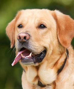 Warszawa. Zaczipuj bezpłatnie psa. Akcja po raz pierwszy w Wawrze