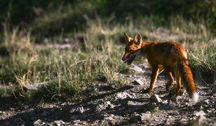 Kolejny przypadek wścieklizny. Lis zaatakował człowieka