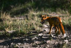 Kolejny przypadek wścieklizny. Lis zaatakował człowieka