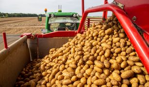 Trwają kontrole u rolników. Czego szukają służby?